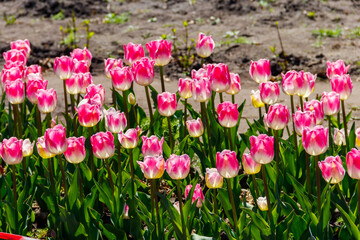 Large flowerbed of pink tulips in the park at spring