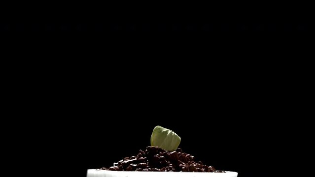 growing a green plant on a black background timelapse