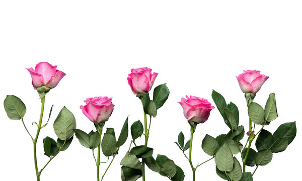 set of rose flowers on transparent background. This stunning botanical photograph is perfect for a variety of creative projects, from wedding invitations to advertising campaigns.