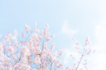 桜・青空 © naka