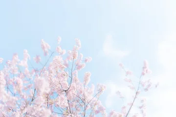 Rolgordijnen 桜・青空 © naka