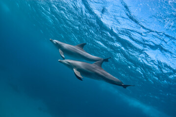 Two indic bottlenose dolphins (tursiops aduncus) swimming in the ocean