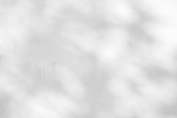 Abstract natural tree leaves shadow on white wall background