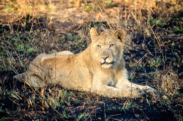 young lion laying on the ground in a field
