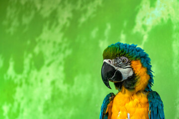 a blue and gold macaw is standing in front of a green wall