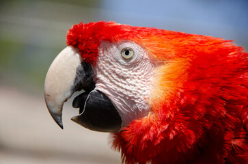 Close up of a red parrot's head (Ara macao)