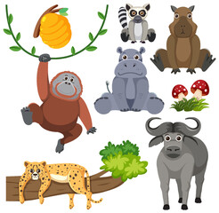 Wild Animals Cartoon Collection