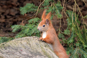 baumhörnchen