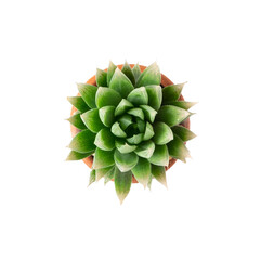 Top view small green cactus plant in pot isolated on transparent background.