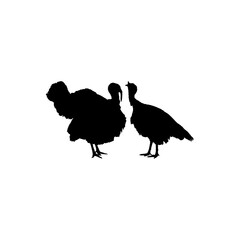 Pair of Turkey Silhouette for Art Illustration, Pictogram or Graphic Design Element. The Turkey is a large bird in the genus Meleagris. Vector Illustration