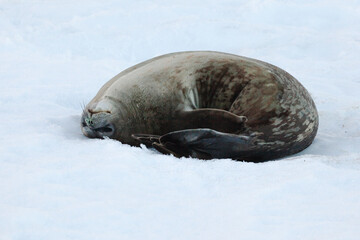 A Weddell seal (Leptonychotes weddellii) lies in the ice and snow of the Antarctic, posing for the camera in an upside down curled positon.