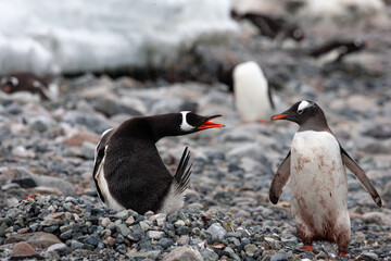 A nesting gentoo penguin (Pygoscelis papua) snaps a warning to a passing bird to defend all the hard -won pebbles making up the nest.