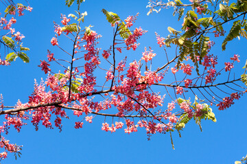 Cassia grandis (Horse cassia, Pink Shower) on blue sky