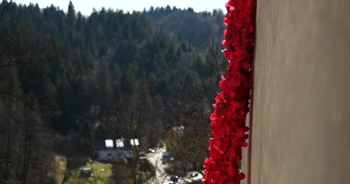Red Roses hanging from Bran Castle (Castelul Bran), Romania, Europe