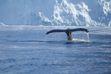 A massive Humpback Whale (Megaptera novaeangliae) swims past huge walls of ice and dives gracefully in the freezing waters of the Antarctic.