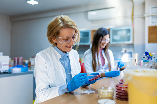 Scientist working with petri plate for analysis in the microscope of the lab. Doctor working and examining cultures in petri dishes in the microbiology lab