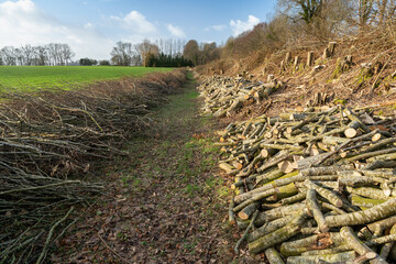 Elagage et coupe d'arbres en bordure de champ. Confection de buches de chauffage