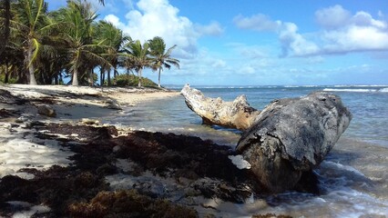 Arbre mort échoué sur la plage de Morel près de la ville du Moule sur Grande-Terre en Guadeloupe...