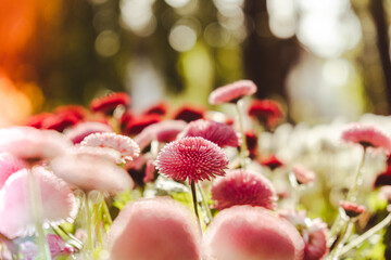 Flowerbed of beautiful colorful flowers on green lawn background. Group of delicate flowers in the period of active flowering in spring. Romantic natural background for all vivid moments of life