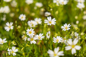 Flowerbed of beautiful white flowers on green lawn background. Group of delicate flowers in the period of active flowering in spring. Romantic natural background for all vivid moments of life