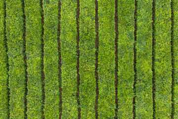 aerial vertical shot of a tea plantation with parallel paths for the tea harvest