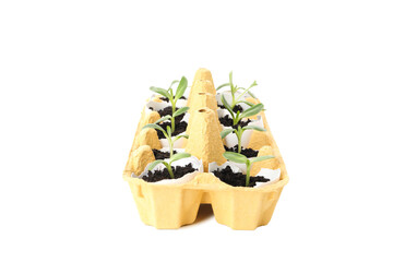 Growing plants in egg box, isolated on white background