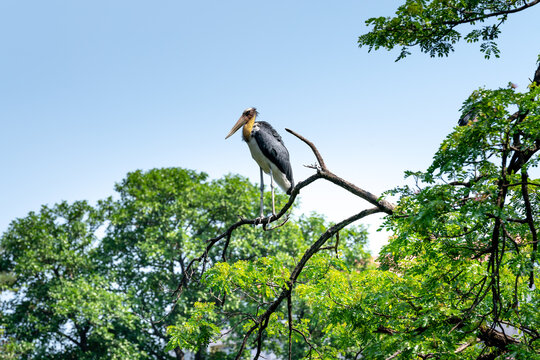 Lesser adjutant stork are hanging on branches on the background blue sky