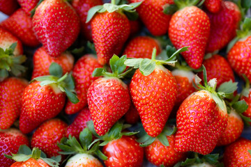 Harvesting fresh raw ripe strawberry