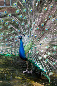 Photos of beautiful peacock in zoo