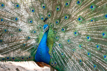 Fototapeta premium Photos of beautiful peacock in zoo