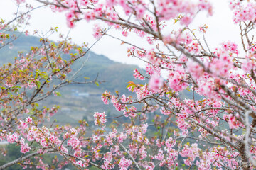 Obraz premium Cherry blossom tree in full bloom