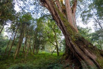 Giant Sacred Tree in Alishan of Taiwan