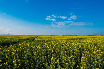 Fototapeta premium Gorgeous yellow canola field blooming rapeseed farm backlit with sunset light. Big agricultural field planted with numerous yellow flowers of field mustard blossoming in springtime. Rapeseed oil in