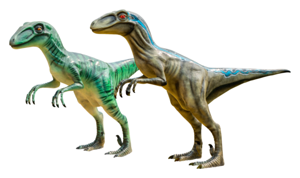 Velociraptor (Raptor) is a carnivore genus of small dromaeosaurid dinosaur that lived in Asia during the Late Cretaceous epoch, Velociraptor (Raptor) with transparent background