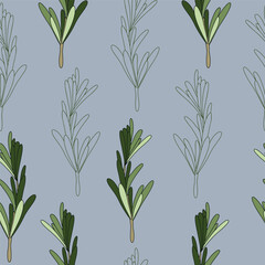 Seamless pattern of green rosemary leaves. Medicinal plant. A fragrant plant for seasoning. Rosemary herb for a design element.