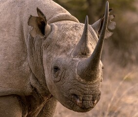 Black rhino close up