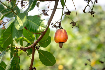 Cashew fruit (Anacardium occidentale) hanging on tree