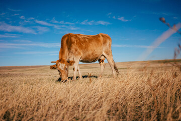 A brown cow is gazing in the Georgian steppe Udabno. Wide land and blue sky. endless fields. Warm...