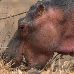 Hippo grazing