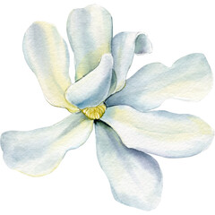 Magnolia flower, watercolor beautiful blooming white magnolia branch flowers isolated on white background © Hanna