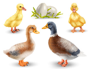 Realistic Ducks Set