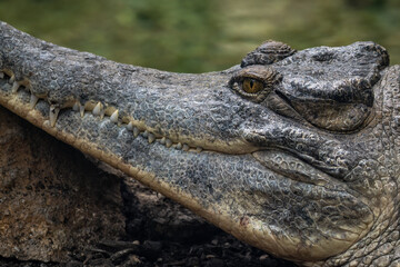 Crocodile shield close-up of the head resting on a stone.