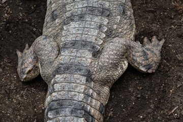 Crocodile scaly hind legs detail.