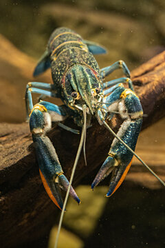 Red-necked crayfish in close-up under the surface.