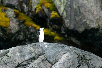 A lone chinstrap penguin (Pygoscelis antarcticus) stands on a rock gazing out over the freezing waters of the sub arctic.