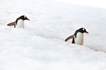 Two gentoo penguins (Pygoscelis papua) waddle along a penguin highway between nesting colony and the ocean to find food.