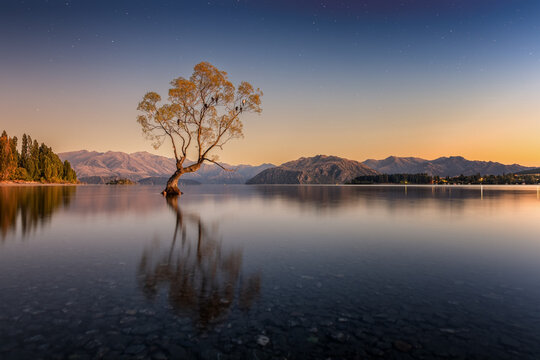 Famous Wanaka Tree in the water with reflection during sunrise. Moon is lighting up tree and surrounding while there are still stars in the sky. Location is in Wanaka near Queenstown in New Zealand.