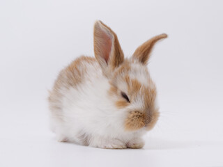 Easter Bunny in a festive Easter basket with colored eggs on a white background