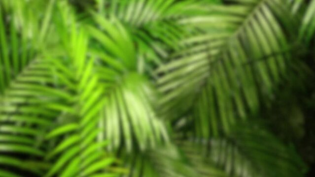 Jungle nature blurred background green flowers forest rainforest blur bokeh 4k backgrounds youtube