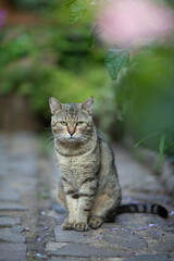 Tabby grey cat sitting outside, in a garden, full body of an feline